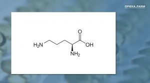 ornityna