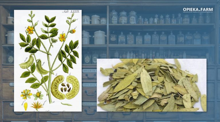 Senes ostrolistny - Senna alexandrina