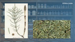 Skrzyp polny – Equisetum arvense