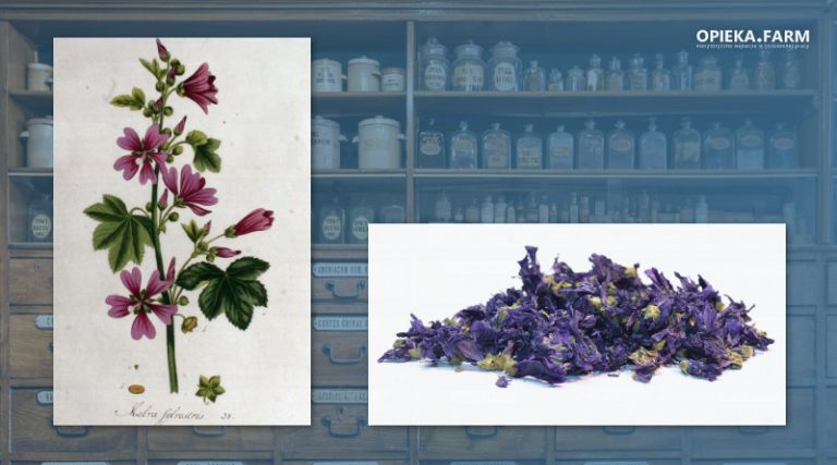 Ślaz dziki – Malva sylvestris