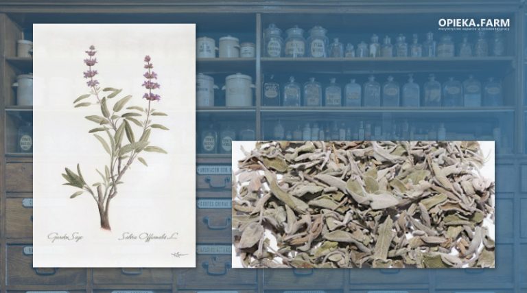 Szałwia lekarska – Salvia officinalis