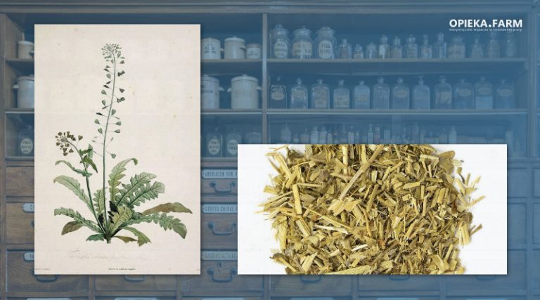 Tasznik pospolity - Capsella bursa-pastoris