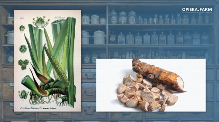 Tatarak zwyczajny - Acorus calamus