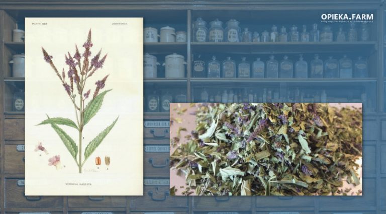 Werbena pospolita – Verbena officinalis