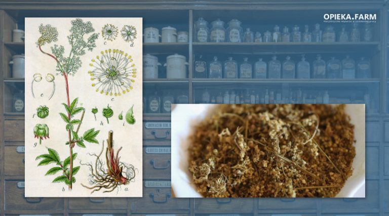 Wiązówka błotna – Filipendula ulmaria