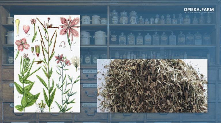 Wierzbownica drobnokwiatowa – Epilobium parviflorum