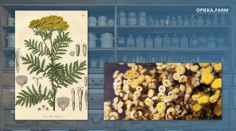 Wrotycz pospolity – Tanacetum vulgare