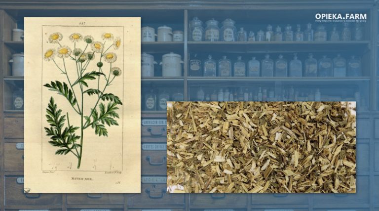 Złocień maruna - Tanacetum parthenium