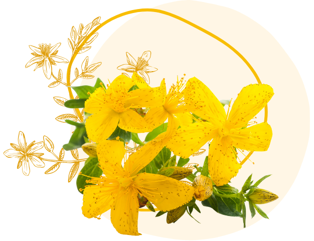 Kwiaty dziurawca zwyczajnego (Hypericum perforatum)