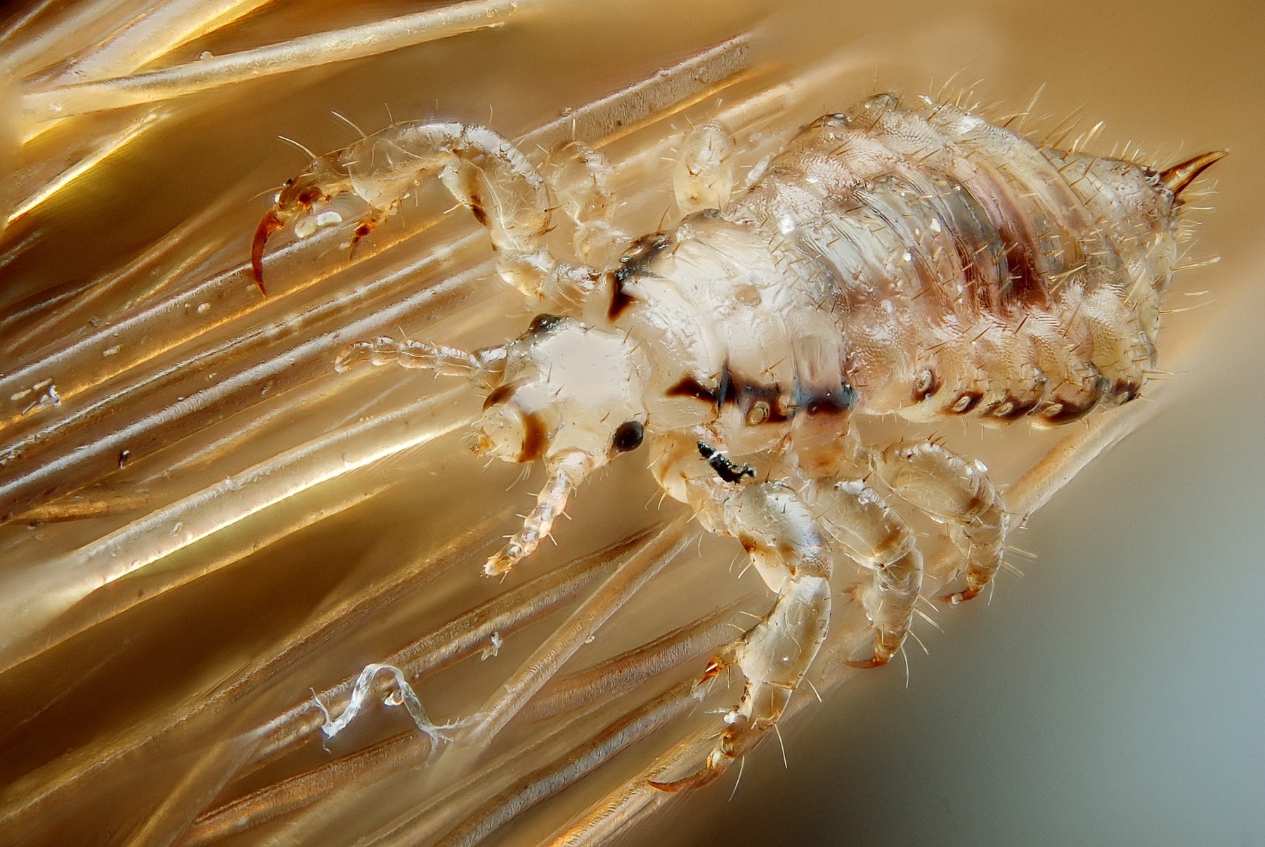 Wesz głowowa wśród włosów, makro